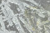 Fossil Graptolite Cluster (Didymograptus) - Great Britain #103485-1
